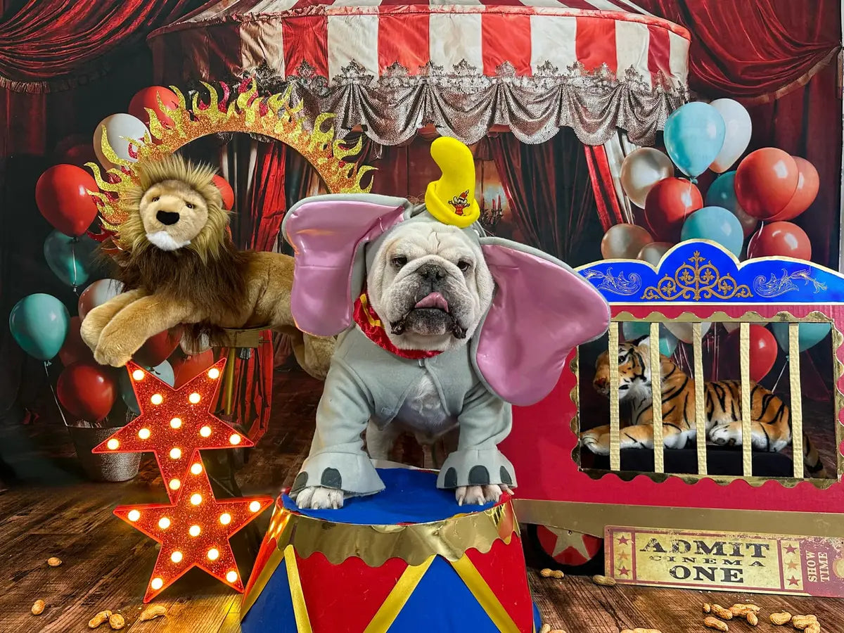 Kate Pet Balloon Red Circus Backdrop Designed by Emetselch