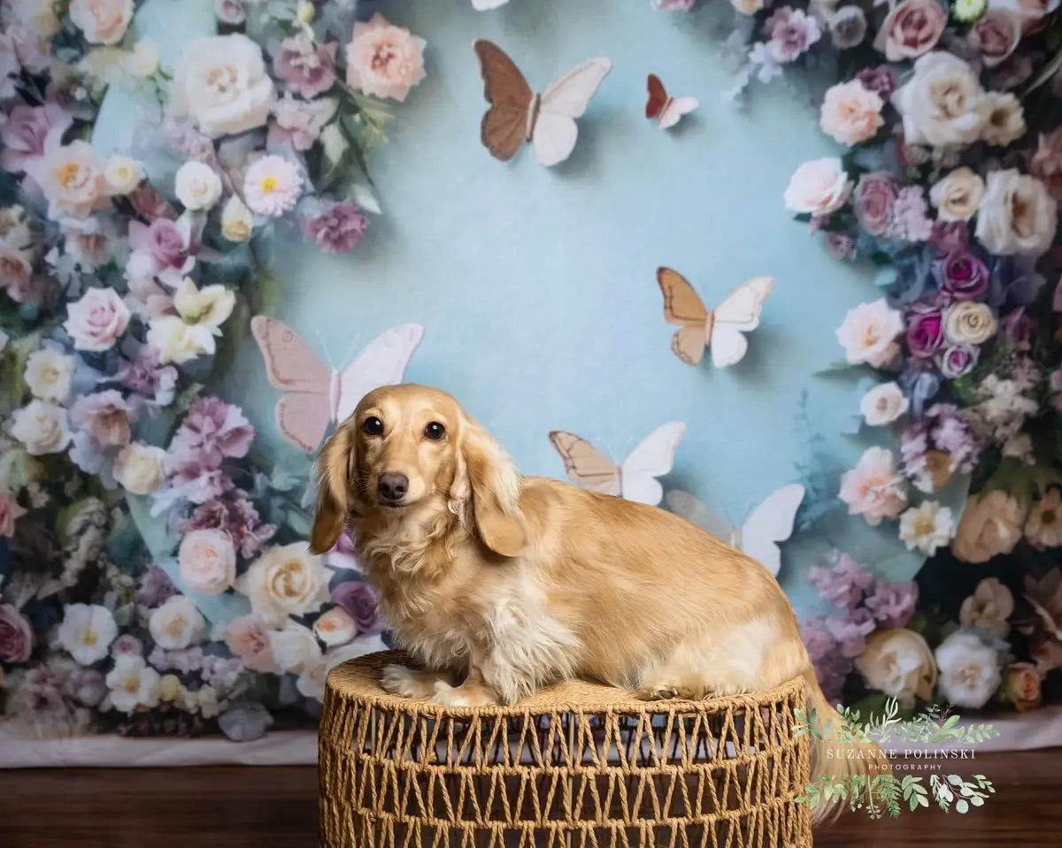 Kate Pet Butterfly Floral Arch Backdrop Designed by Mini MakeBelieve