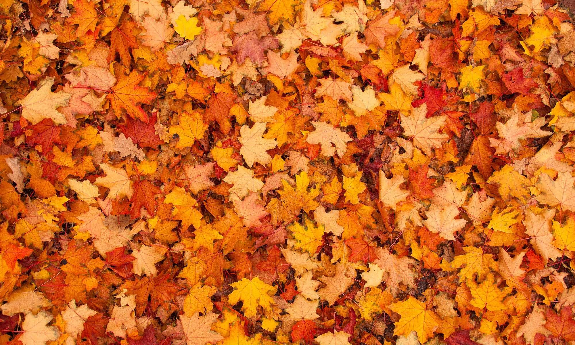 Katebackdrop¡êoKate Autumn Maple Leaves rubber floor mat