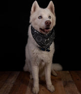Kate Solid White/ Black Collapsible Backdrop Photography 5x6.5ft(1.5x2m) - Kate Backdrop