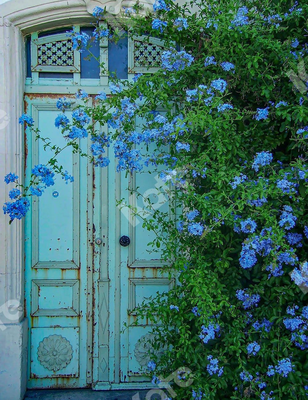 Kate Blue Door Backdrop Designed by Emetselch