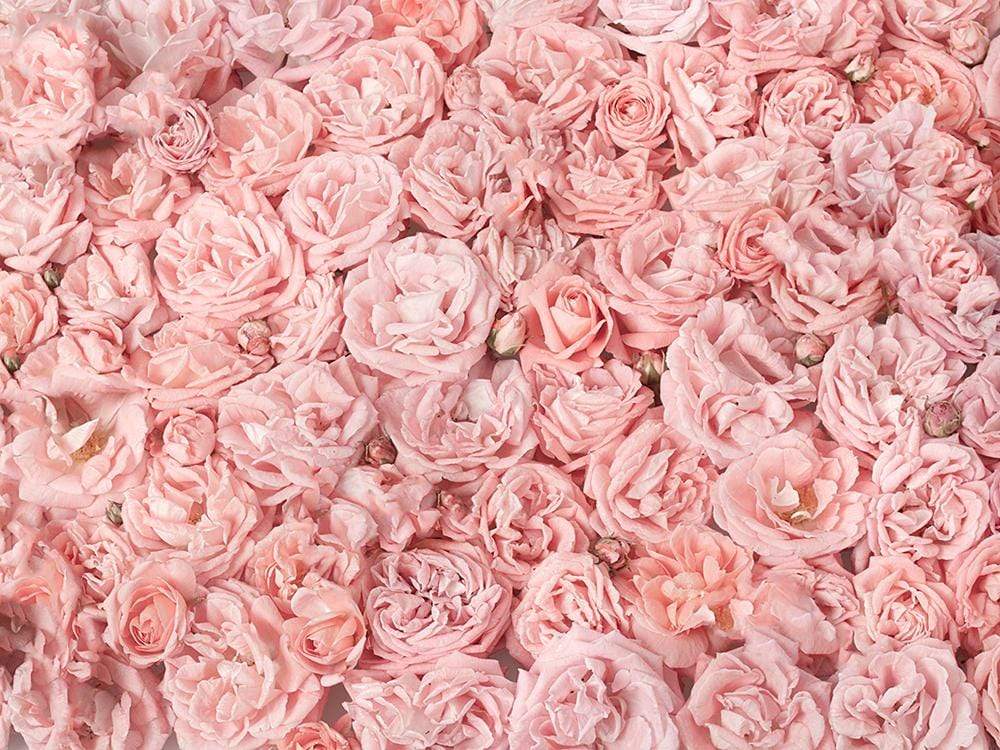 Katebackdrop£ºKate Pink Rose Floral Backdrop Wedding Photography Backgrounds Photo Photography Studio Props