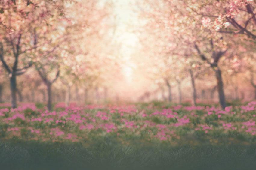 Kate Spring Cherry Blossoms Orchard Backdrop for Photography Designed by Lisa Granden