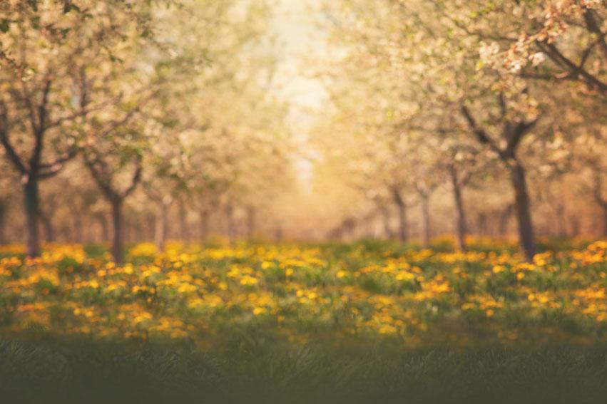 Kate Springtime Orchard in Yellow Backdrop for Photography Designed by Lisa Granden