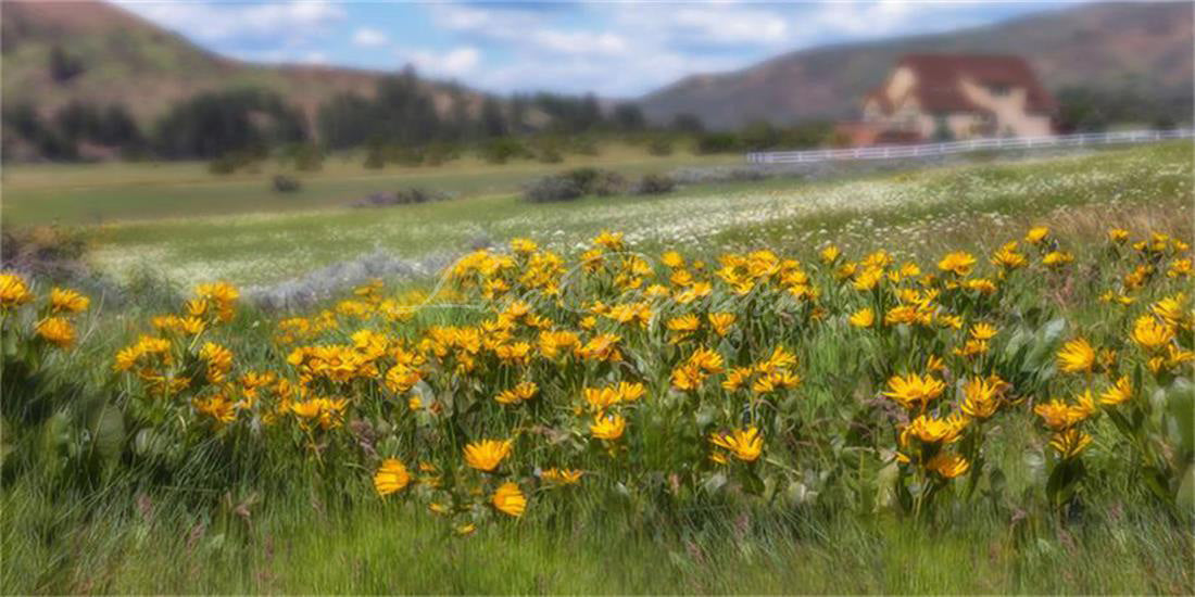 Kate Mountain Meadow Summer Sunflowers Backdrop for Photography Designed by Lisa Granden