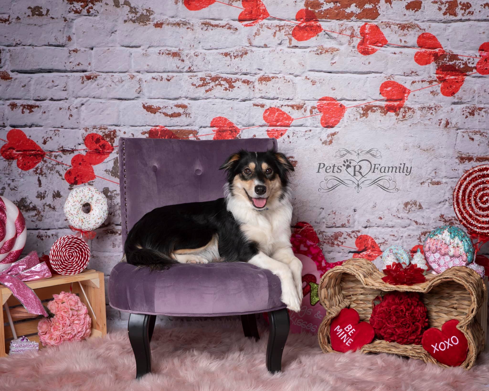 Kate white brick wall with red hearts Valentine's Day Backdrop for Photography designed by Jerry_Sina