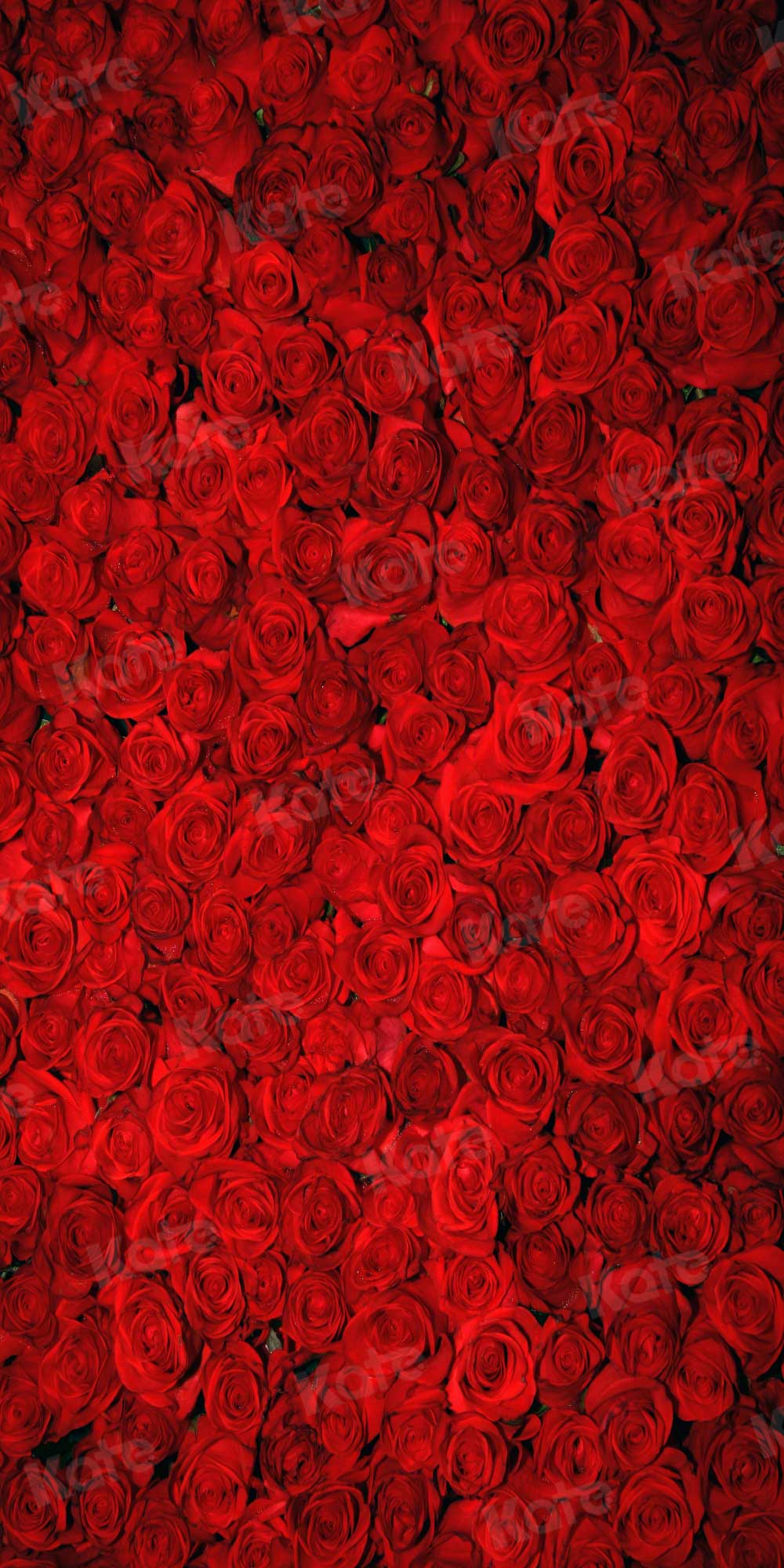 Kate Red Roses Explosion Floral Photography Backgrounds