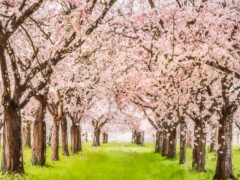 Kate Spring Flower Tree Backdrop Grassland Cherry Blossom for Photography