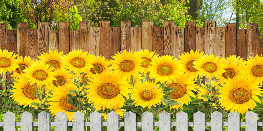 Kate Summer Sunflower Backdrop Fence for Photography