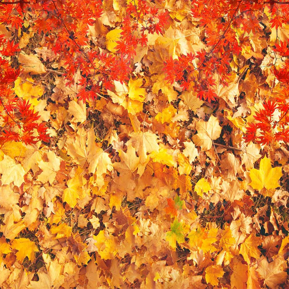 Kate Autumn Maple Leaf Backdrop for Photography