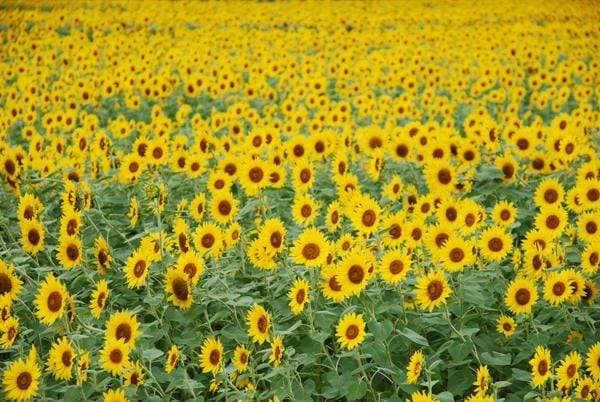 Katebackdrop鎷㈡綖Kate Sunflower Field Backdrop for Summer Photography